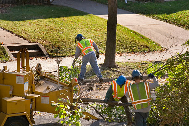 Best Hazardous Tree Removal  in China Grove, TX