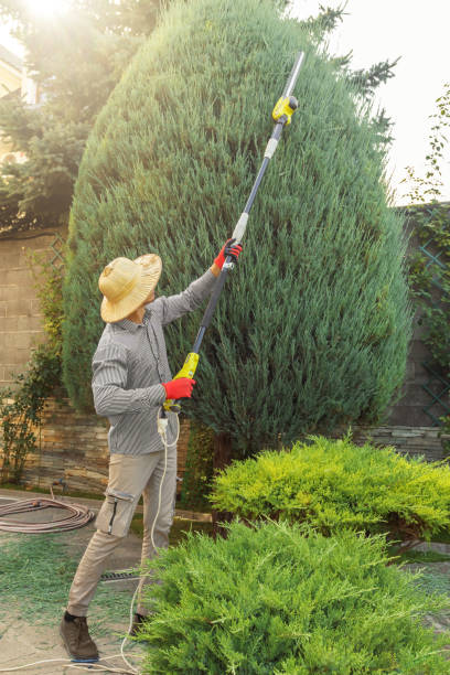 Best Tree and Shrub Care  in China Grove, TX